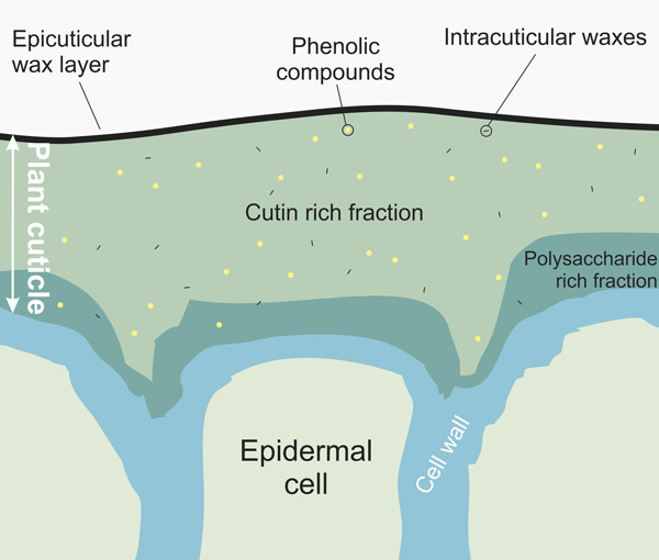 28_2-Cuticles-Figure-1