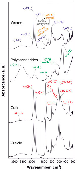 28_2-Cuticles-Figure-2