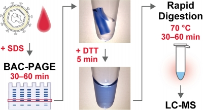 Dissolvable BAC cross-linked gels allow rapid and loss-less recovery of protein biomarkers separated by SDS-polyacrylamide gel electrophoresis and facilitate analysis by mass spectrometry. Reprinted with permission from Journal of Proteome Research © 2020 American Chemical Society (ACS).