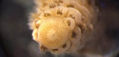 Corals take up marine pollutants directly from seawater as well as through accumulation in their food. © 2020 KAUST-AIMS