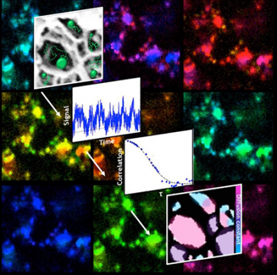 The paths fluorescent particles take as they diffuse through a porous nanoscale structure reveal the arrangement of the pores through a technique developed by scientists at Rice University. Credit: Landes Research Group/Rice University Diagrams and images of the paths fluorescent particles take as they diffuse through a porous nanoscale structure