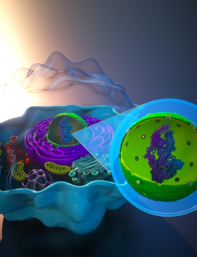 The MAC-tag workflow allows molecular microscopy of proteins. Image: Ella Maru Studio