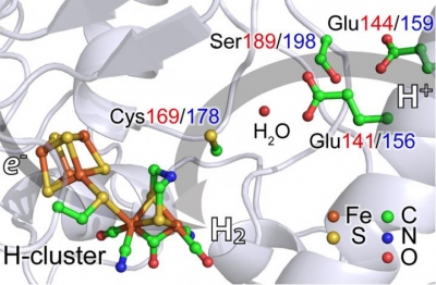 Nuclear resonant vibrational spectroscopy, a new X-ray spectroscopy technique has been used to study enzymes that can produce hydrogen gas, the understanding of their reactions could be important in developing a clean-fuel economy powered by hydrogen. Credit: Cramer Lab, UC Davis