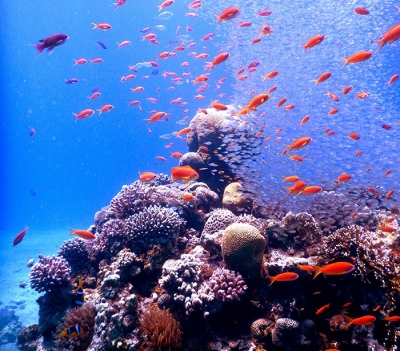 Red Sea coral reef. Credit: Wiedenmann/D’Angelo