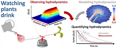 Graphic of hydrodynamic process using Raman imaging.
